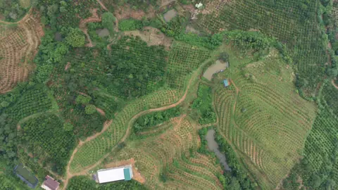 Ảnh flycam vườn cây ruộng bậc thang